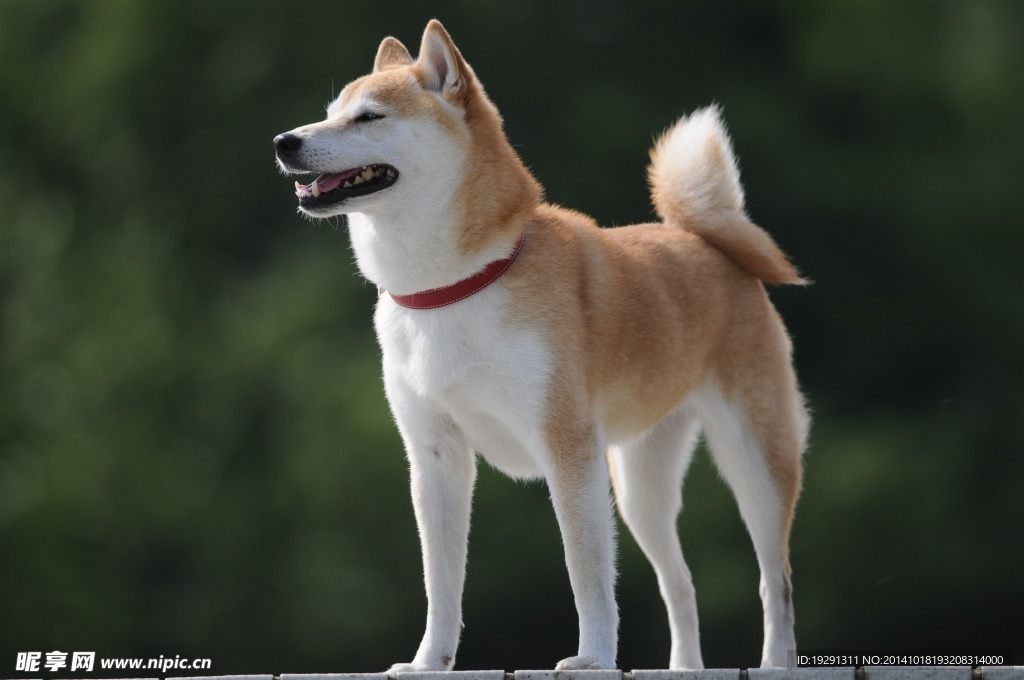 大黄狗
