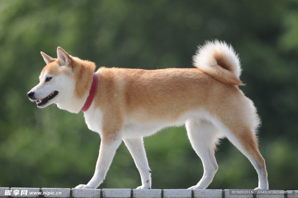 大黄狗