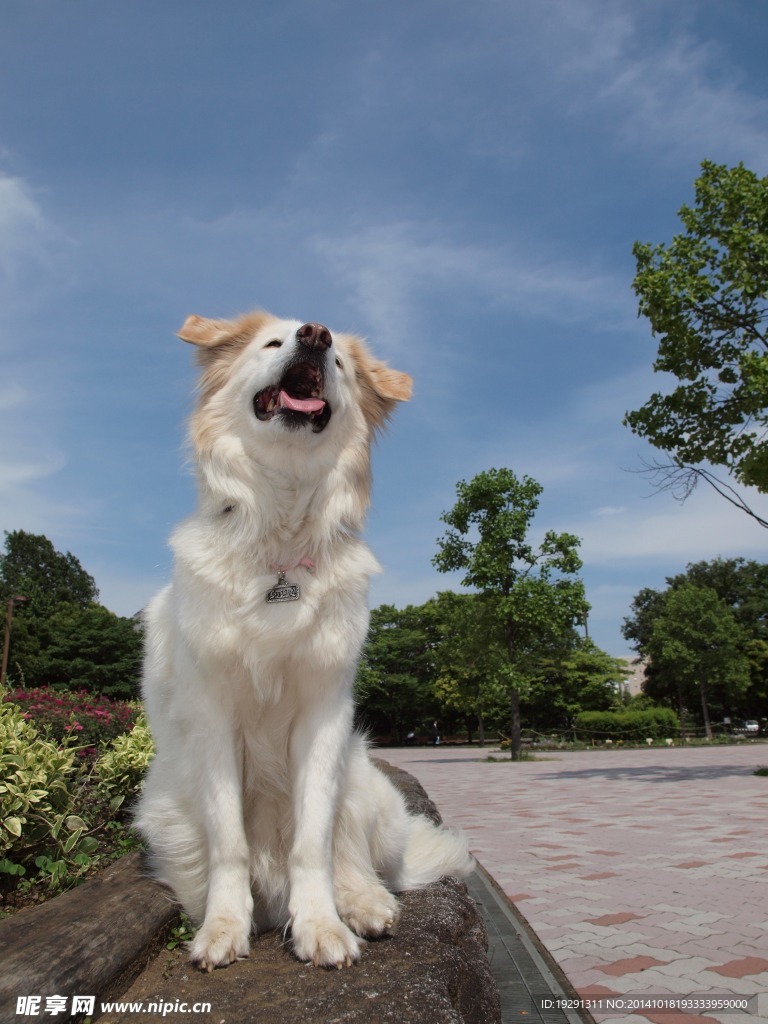 小狗