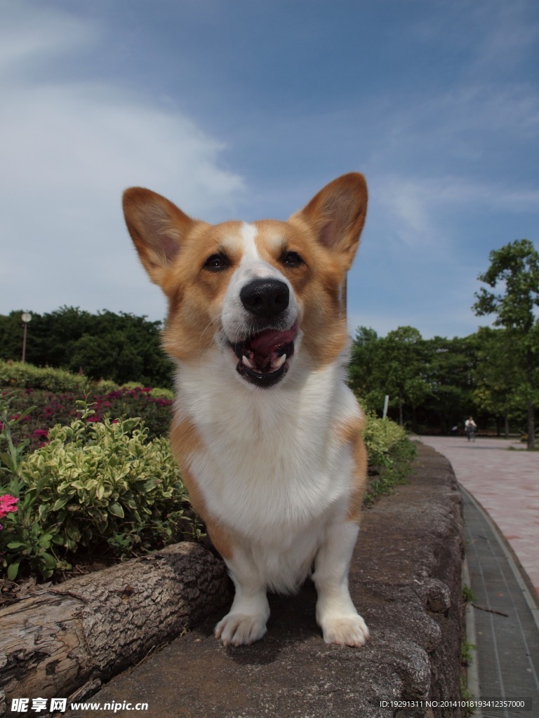 小狗狗