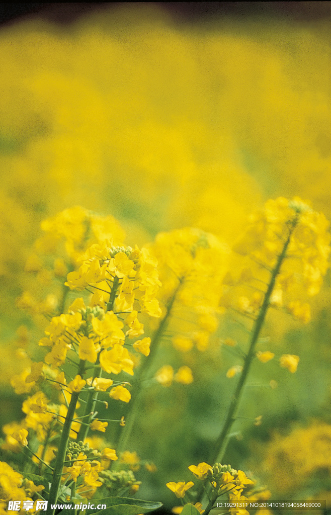 油菜花