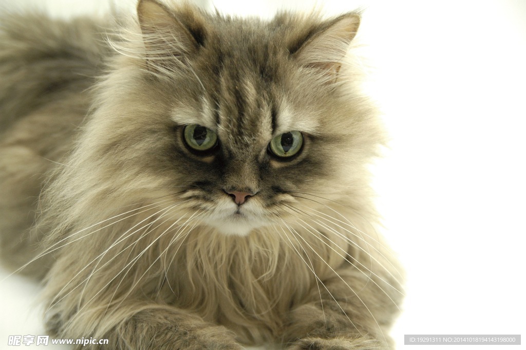 小猫