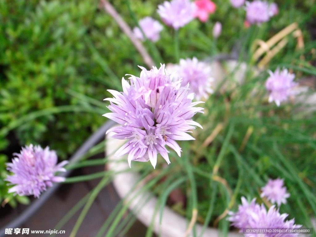 菊花