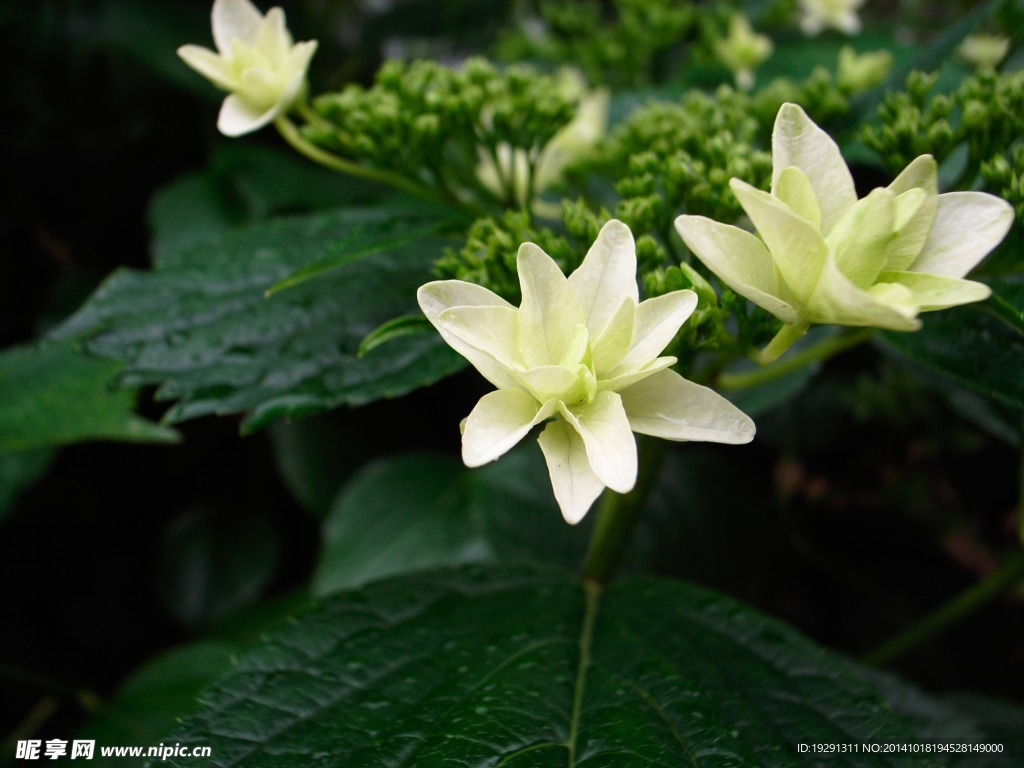 百合花