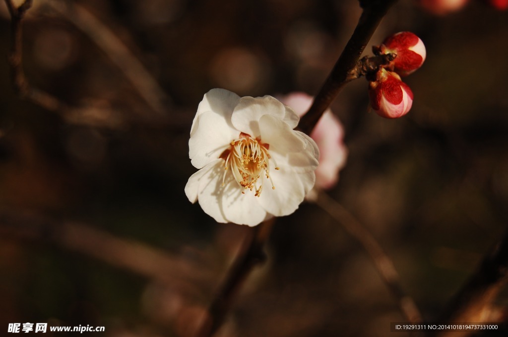 白花卉