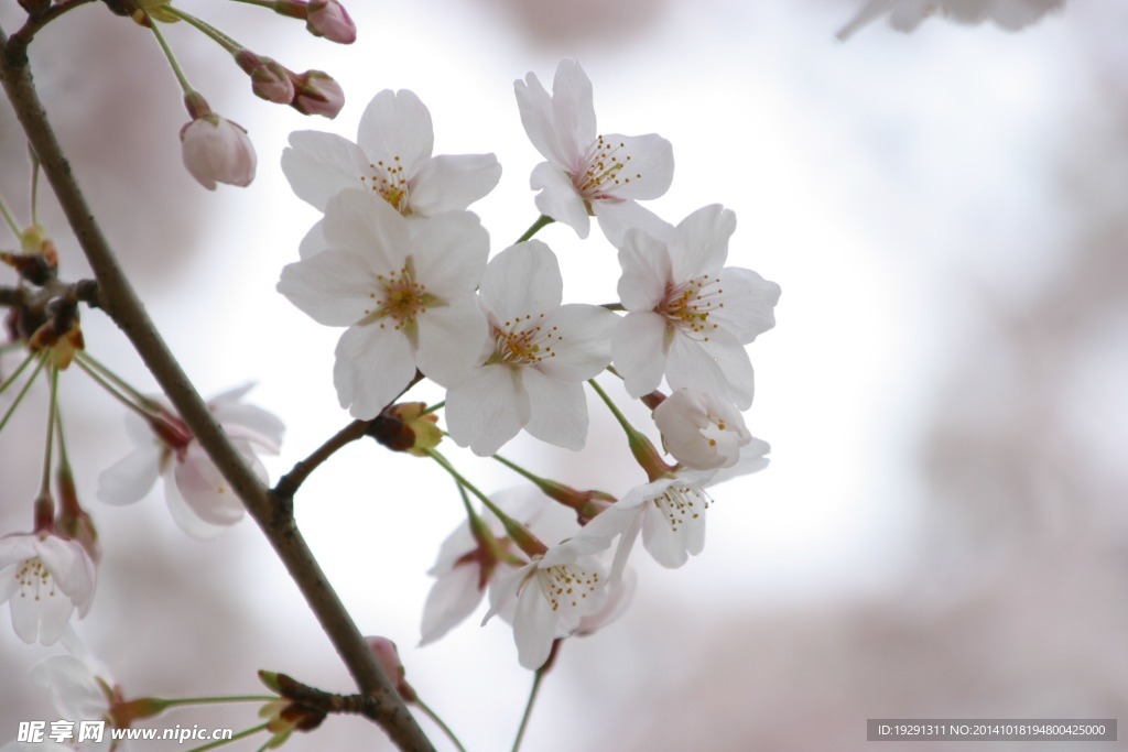 白花树枝