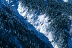 雪山树林