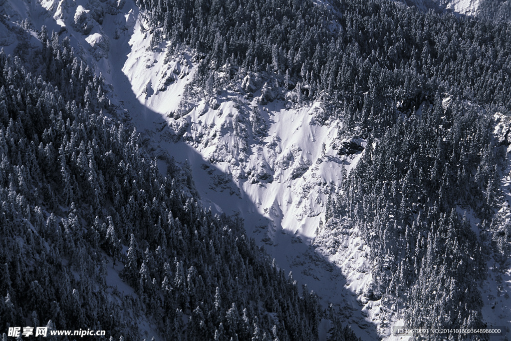 雪山树林