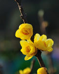 梅花
