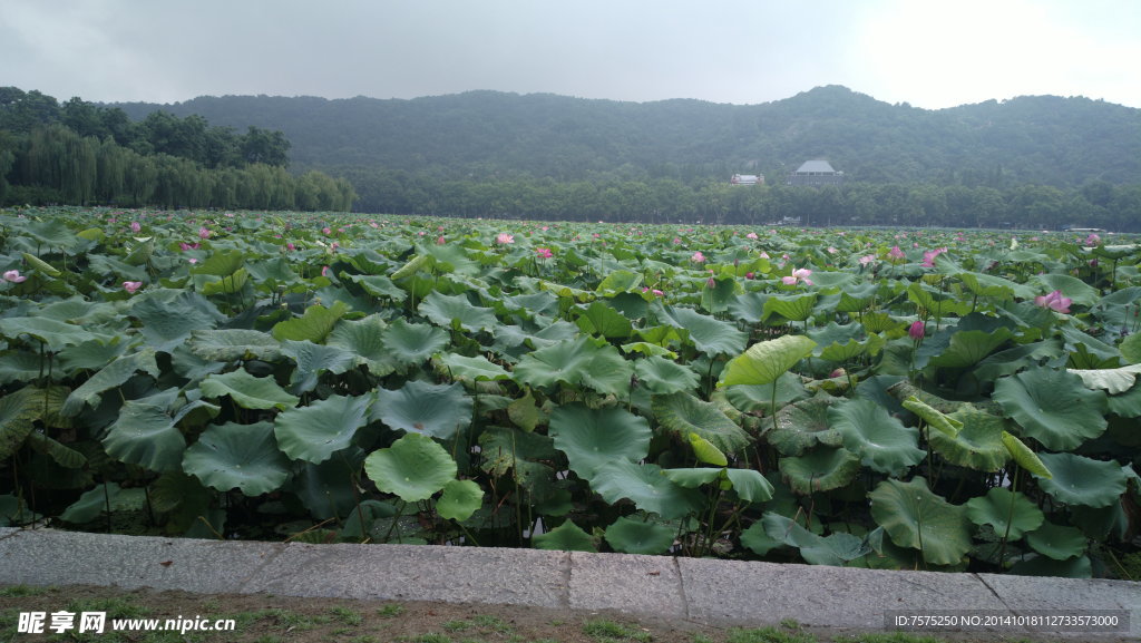 杭州西湖风光荷花