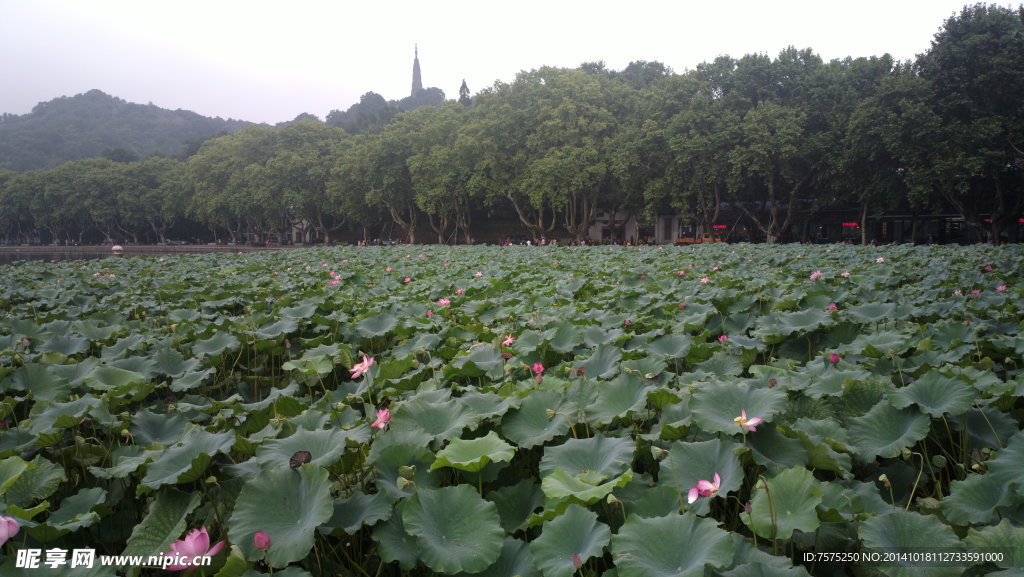 杭州西湖风光