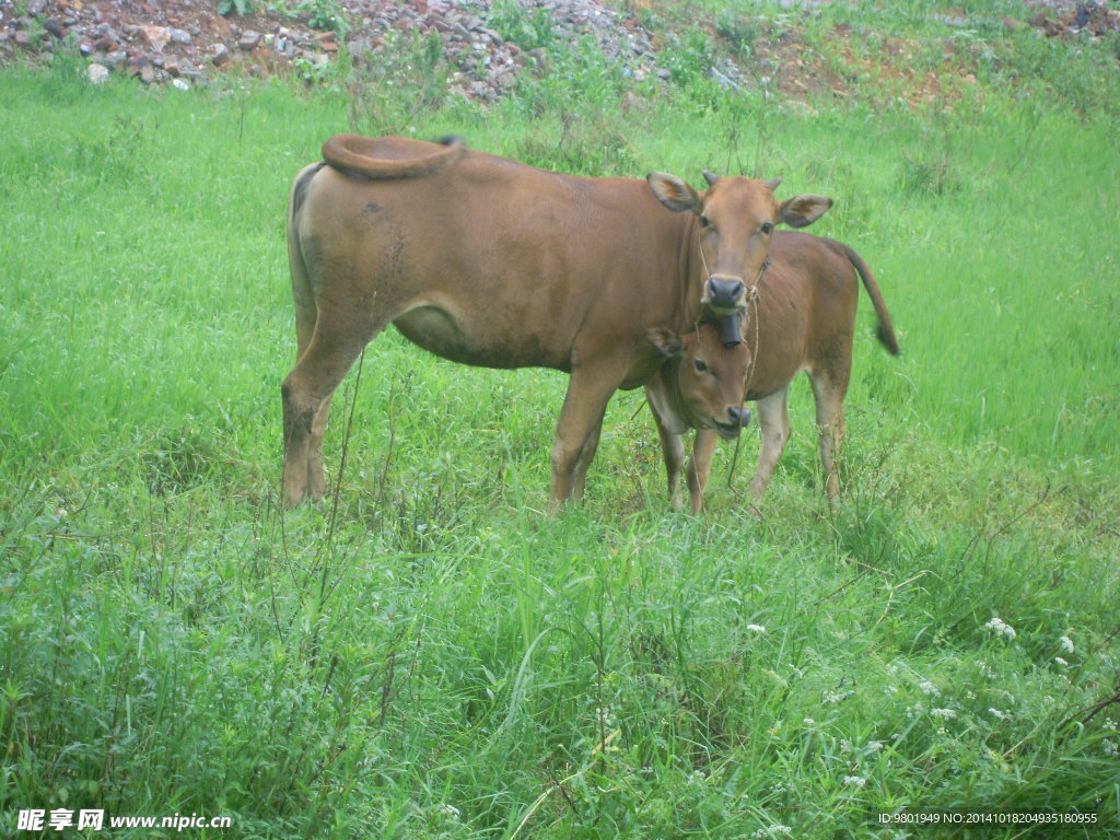 草原上的牦牛中午牛草原吃草摄影图配图高清摄影大图-千库网