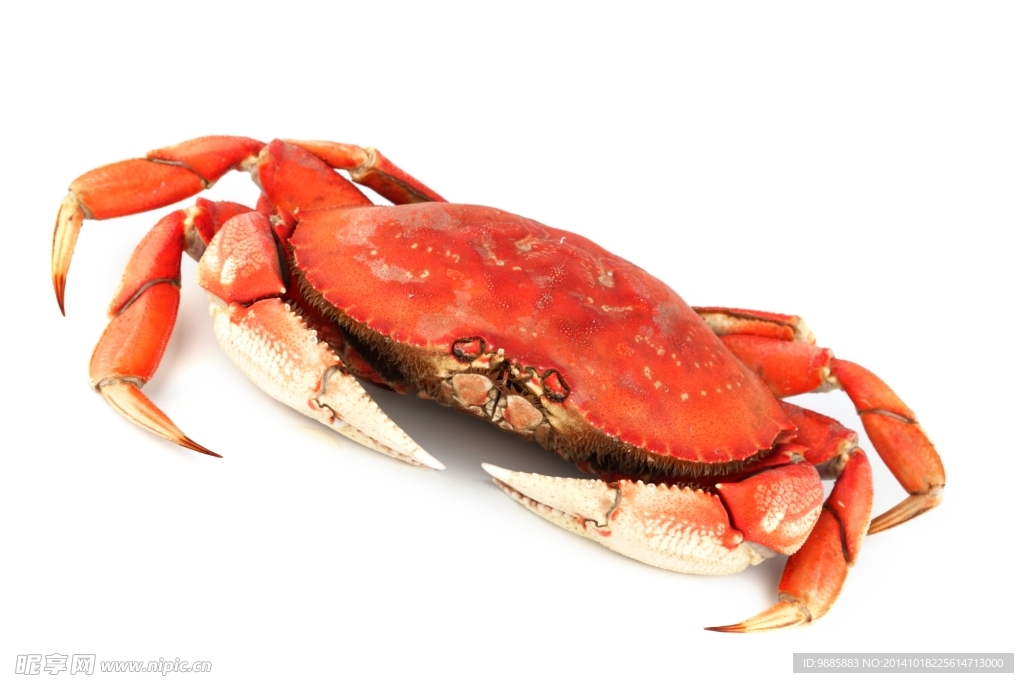 红蟳