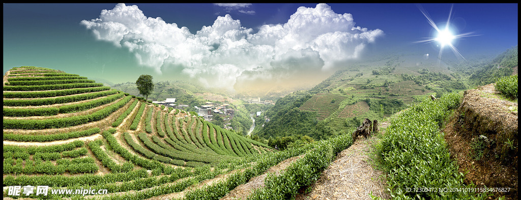 茶山全景