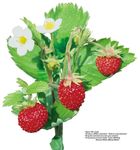草莓花