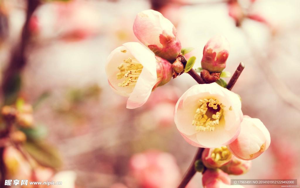 奥林匹克公园桃花