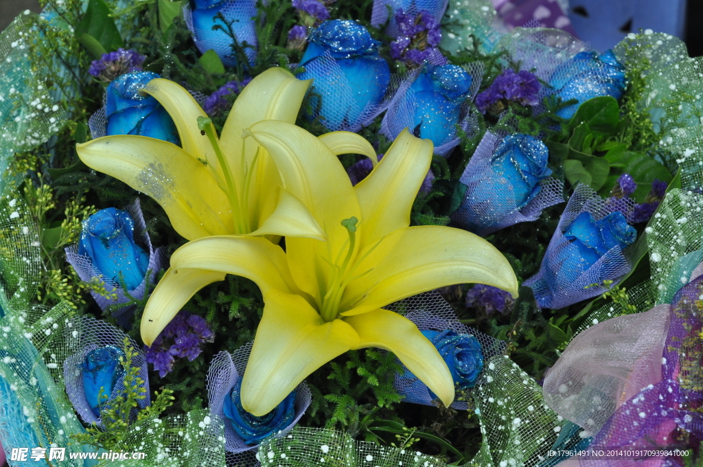 奥林匹克公园百合花