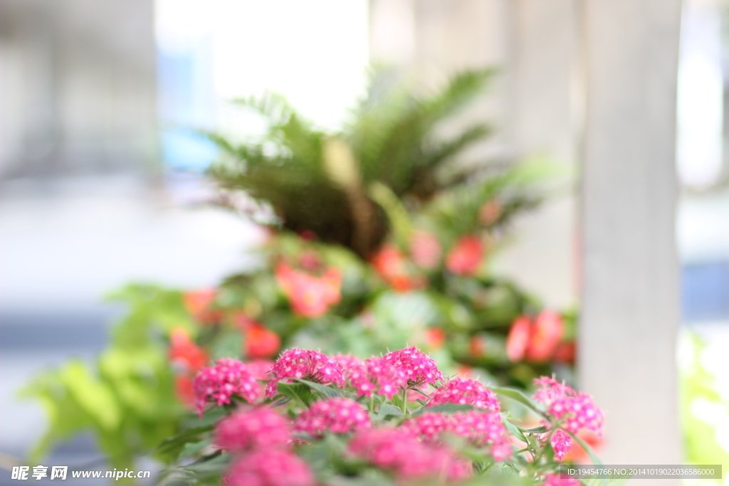 花卉