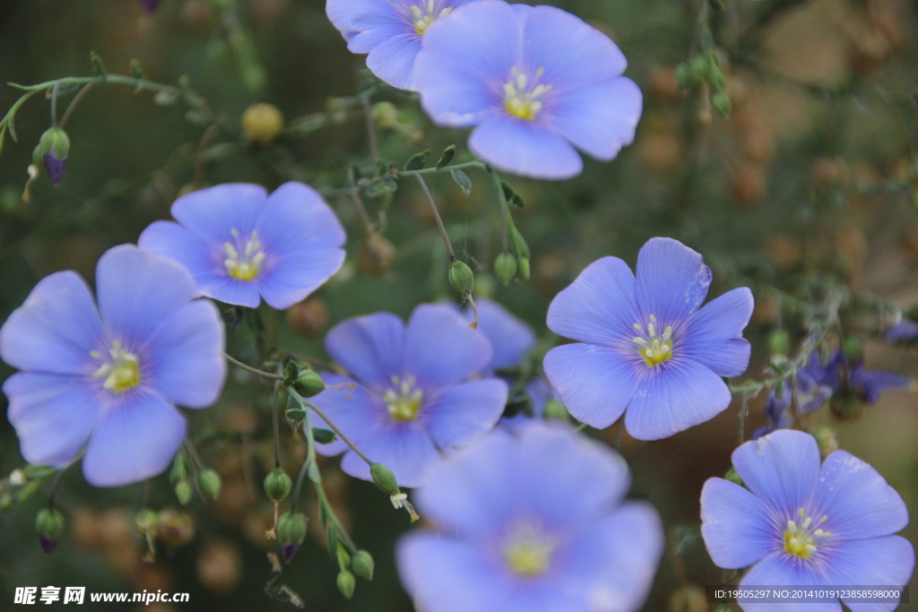 山花