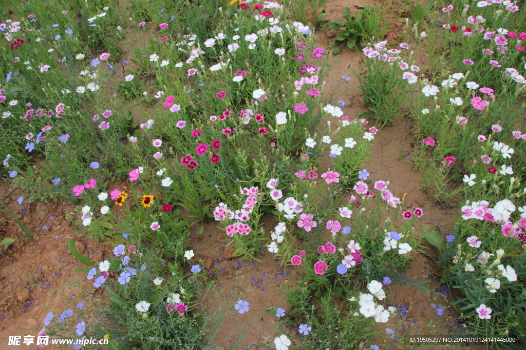 山花