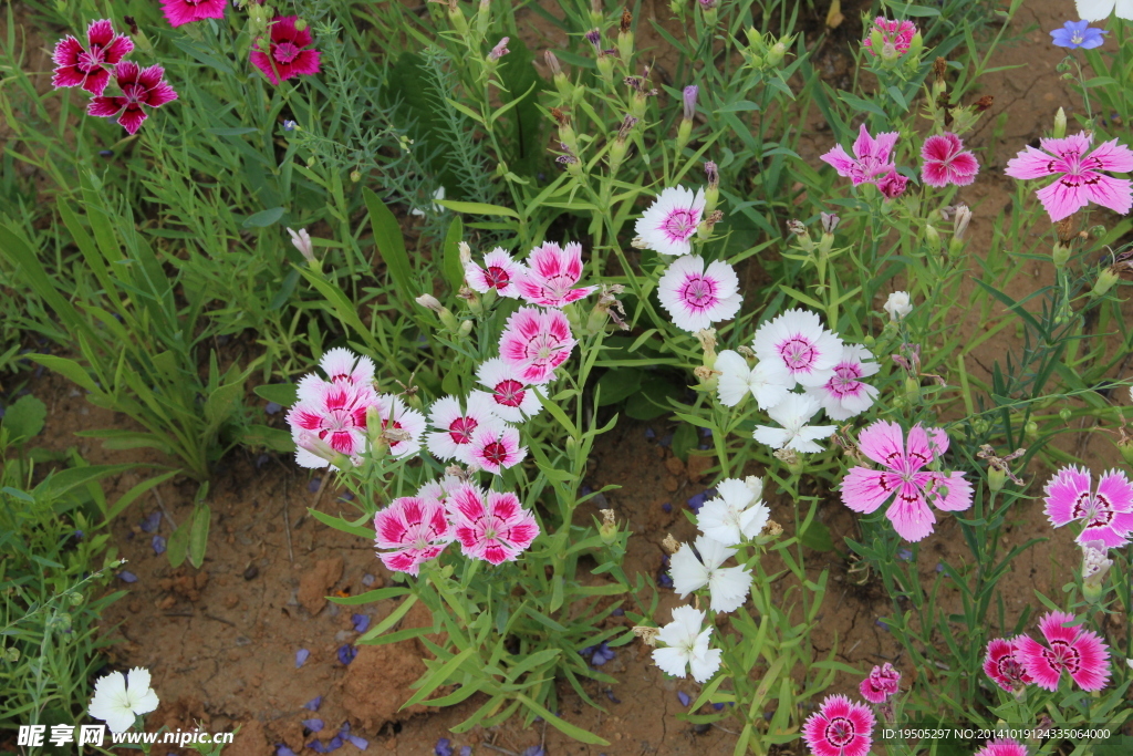 山花