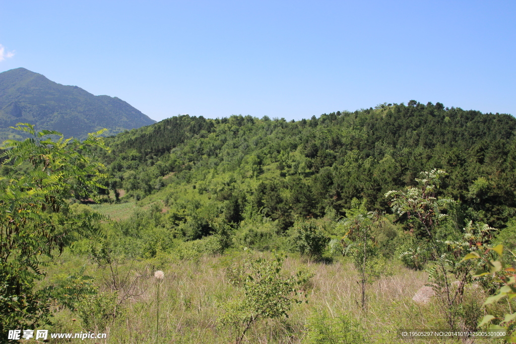 山林