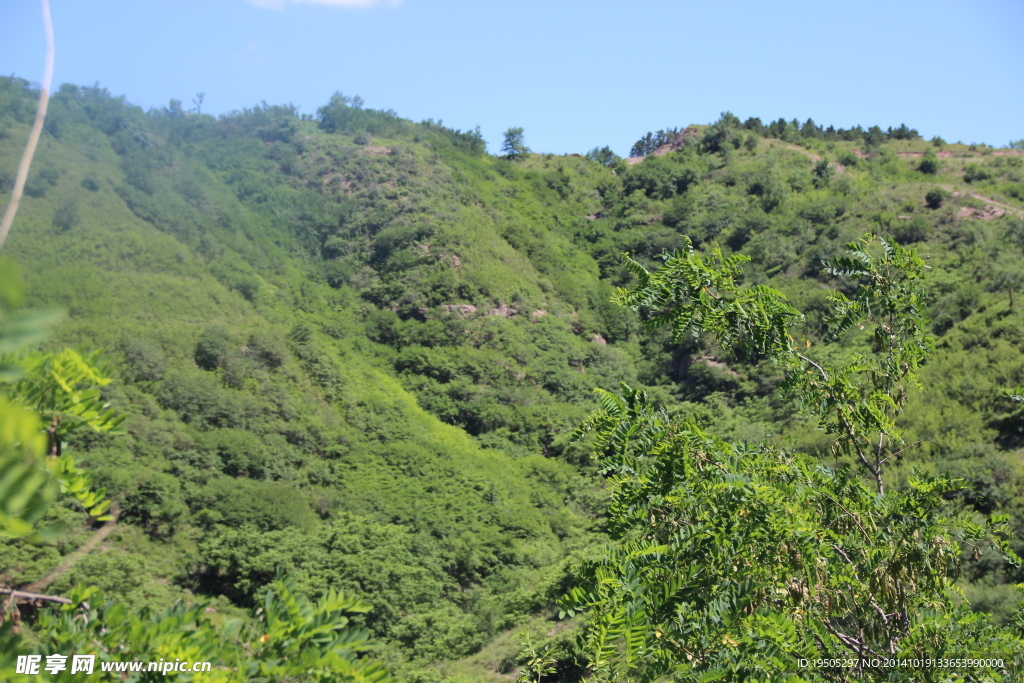 山林