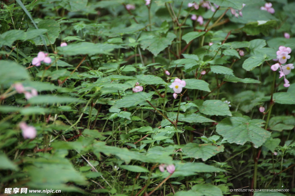 山野花草