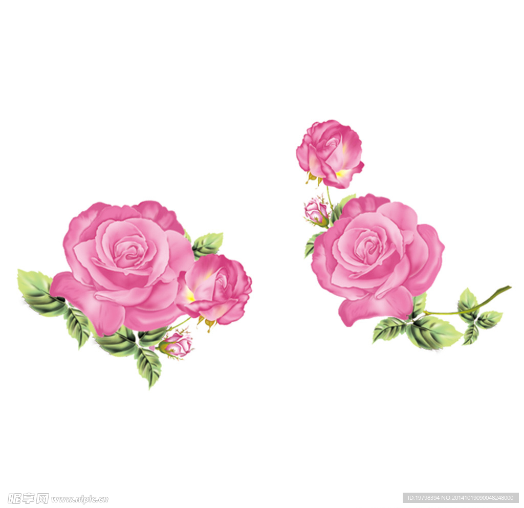 玫瑰花