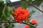 石榴花