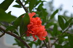 石榴花