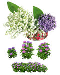 绣球花素材