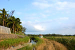 文昌东路田野风光