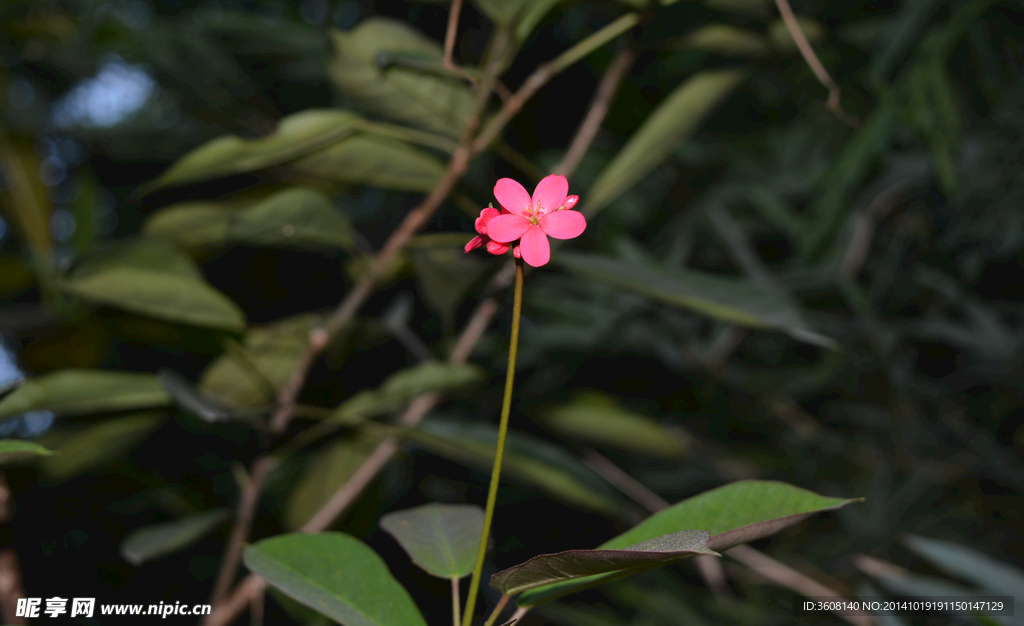 路边的野花