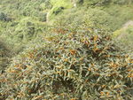 桂花树