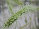 狗尾草