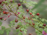 粉花绣线菊