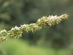 花枝