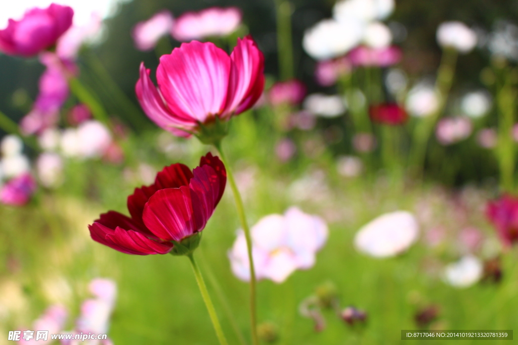 格桑花