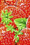 草莓11色 数字油画