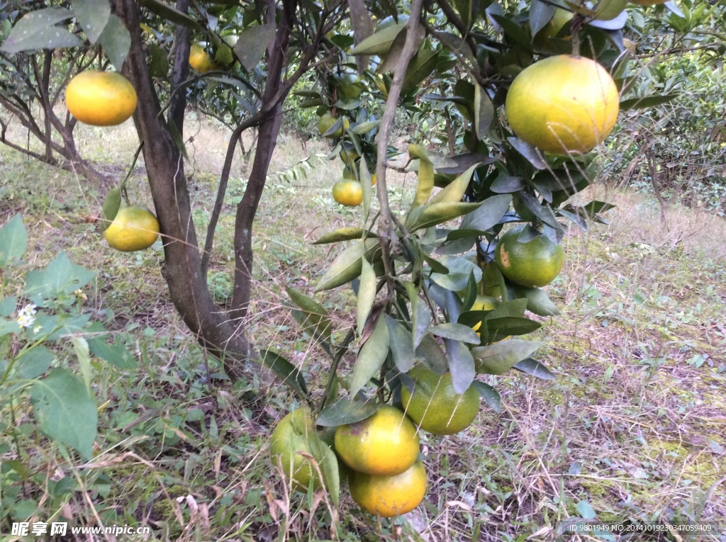 橘子