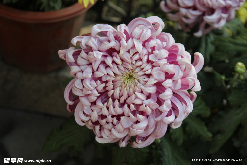 菊花