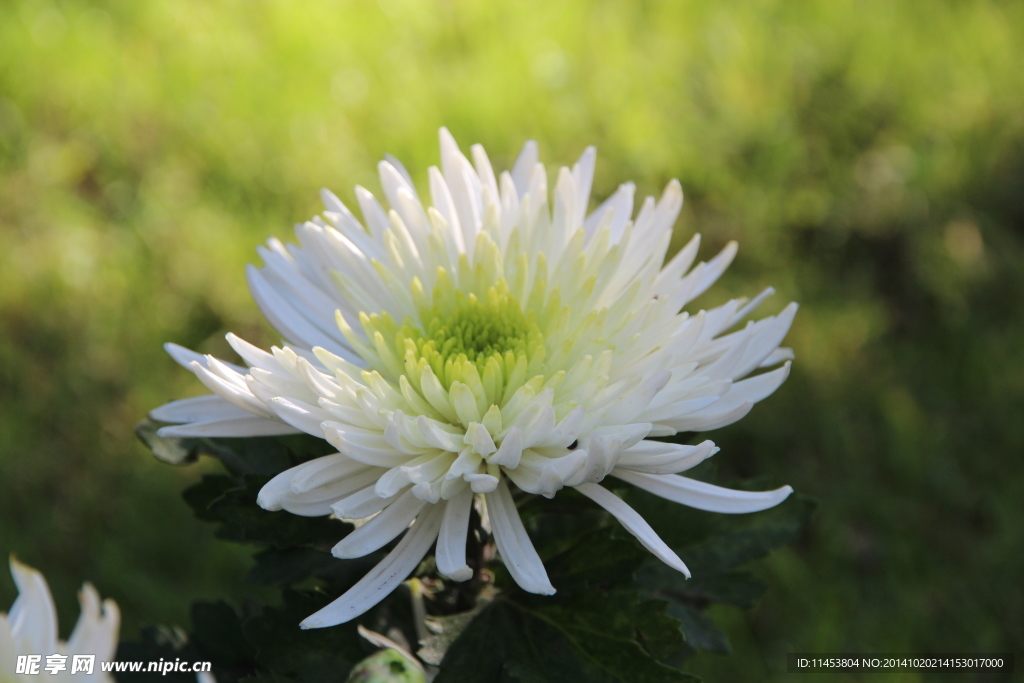菊花