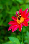 蜜蜂
