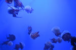 水母 海底世界 海洋馆