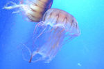 水母 海底世界 海洋馆
