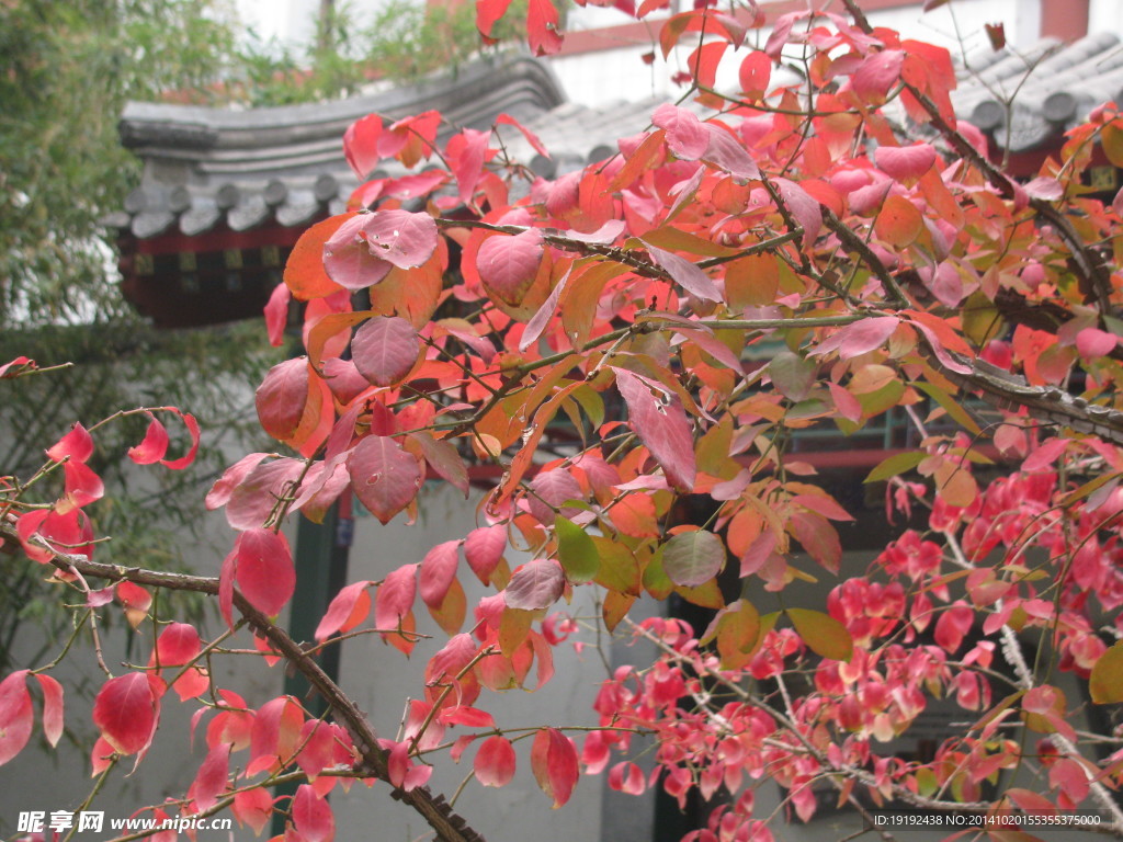 彩叶