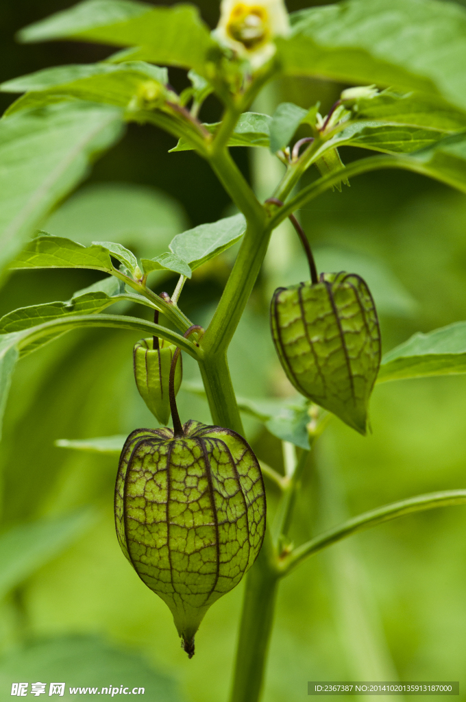 灯笼草