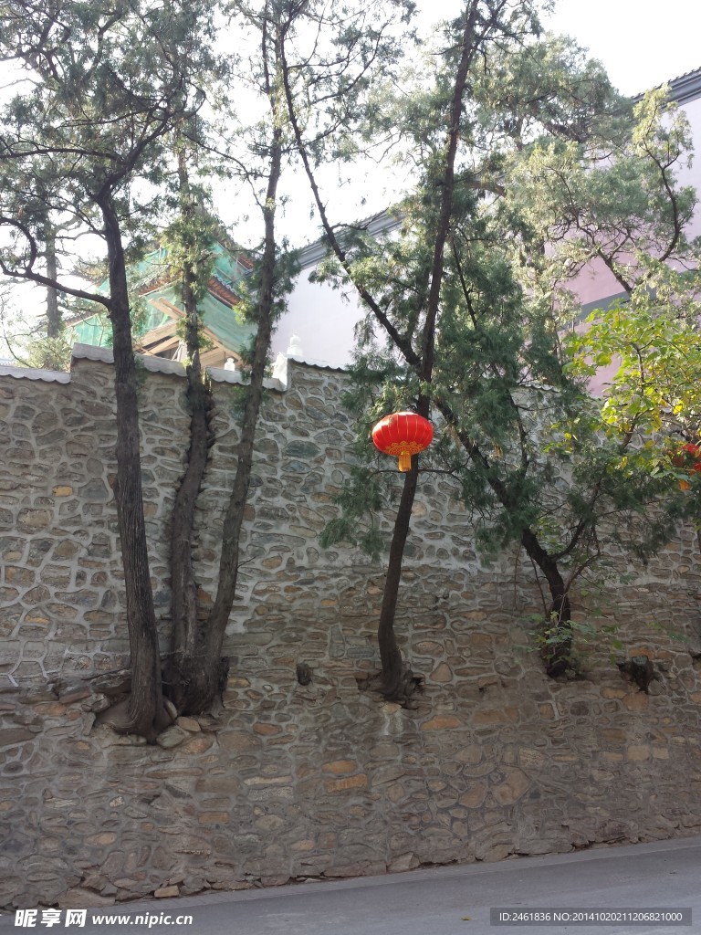 树根
