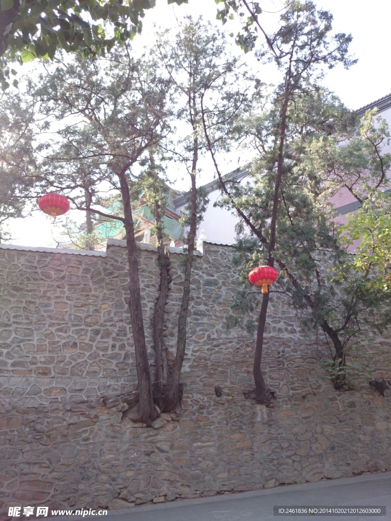 树根